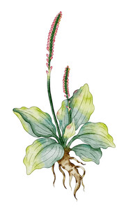 水彩绘仲裁要车前草素材