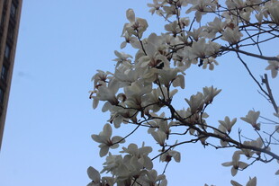 玉兰花枝映蓝天