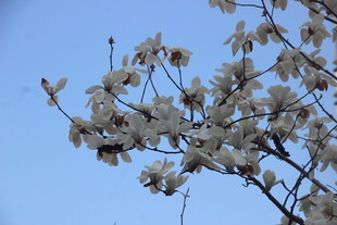 枝头绽放的素雅玉兰花