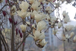 玉兰花绽放枝头