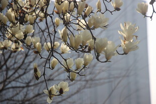 玉兰花枝绽放美景