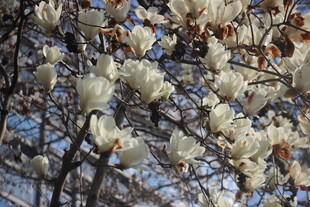 盛开的玉兰花树