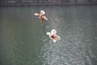 玉兰花枝垂于湖水之上