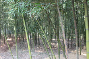 茂密竹林景观