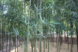 翠绿竹林景观
