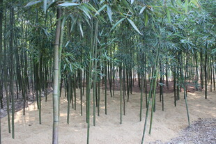 翠绿竹林中的静谧景象