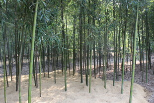 雷竹竹林