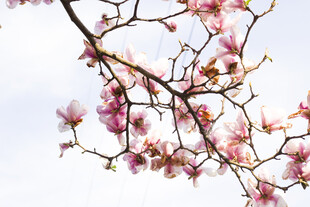 枝头绽放的粉嫩玉兰花