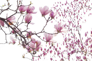 玉兰花枝绽放美丽景致