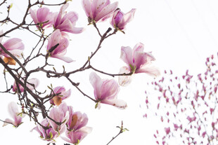 玉兰花枝绽放美丽瞬间