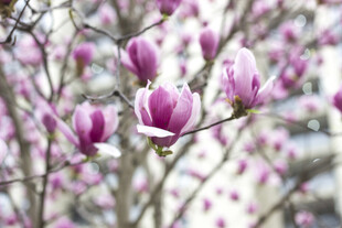 二乔玉兰绽放枝头