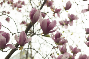 玉兰花枝绽放美丽景象