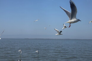 海鸥