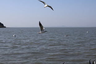海面上飞翔的成群海鸥