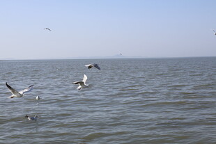 海面上飞翔的几只海鸥