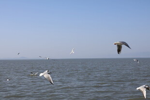 海面上飞翔的成群海鸥