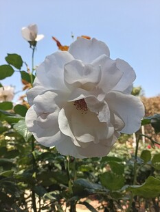 绽放的白玫瑰