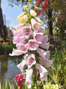 多彩毛地黄花