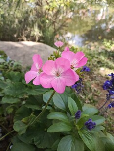 娇艳粉色花朵与绿叶相伴