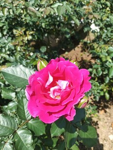 月季花
