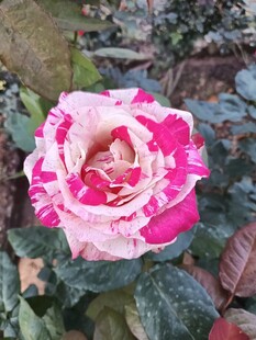 双色渐变娇艳月季花