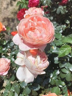 月季花