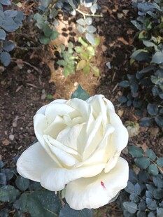 白色娇艳月季花