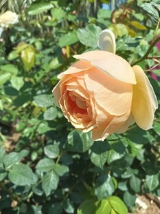 娇艳黄玫瑰绽放于绿叶间