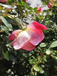 月季花