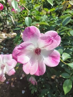 双色飘香藤绽放