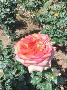 娇艳绽放的多彩月季花