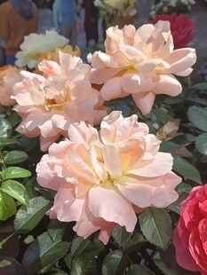 粉嫩多姿的美丽月季花