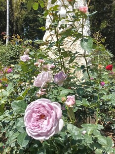 月季花