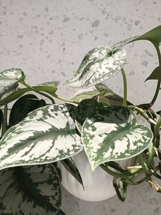 银斑葛盆栽