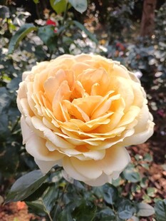 月季花