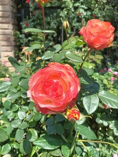 月季花