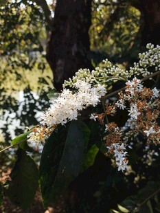 枝头绽放的白色美丽花朵