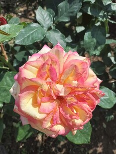 多彩娇艳月季花