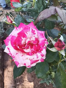 双色娇艳月季花