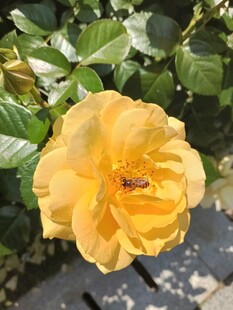 黄色月季花