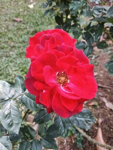 娇艳红玫瑰绽放于绿叶间