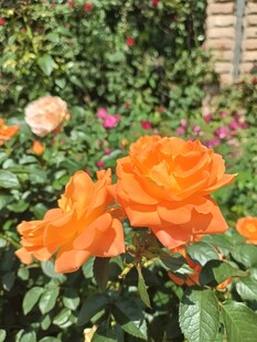 娇艳橙色玫瑰绽放于花丛