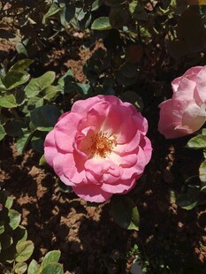 娇艳粉色月季花绽放