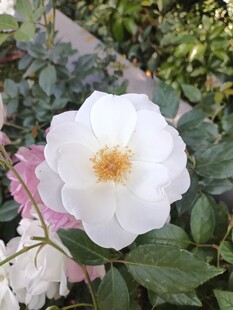 月季花