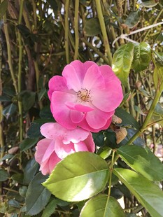 娇艳山茶花绽放于枝间