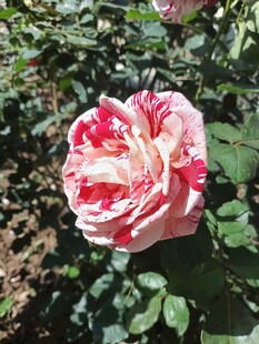 娇艳双色月季花绽放