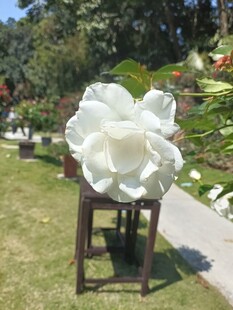 白色雕塑花朵置于户外架上