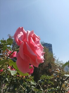 娇艳粉色玫瑰绽放