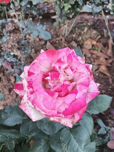 娇艳粉色月季花绽放