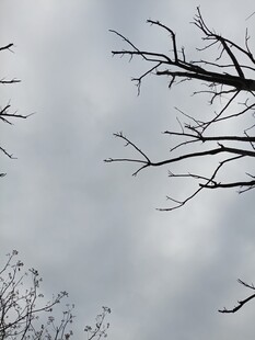 冬日枯树枝干与灰蒙天空